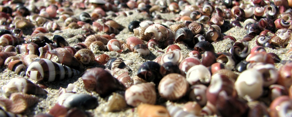 Shells on Bherwerre beach